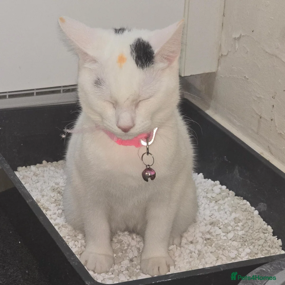 Asian cats for sale: Bella in Nelson - Advert 4