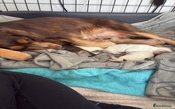 Sprocker dogs for sale: Beautiful cocker spaniel girl Lily  - Image 4
