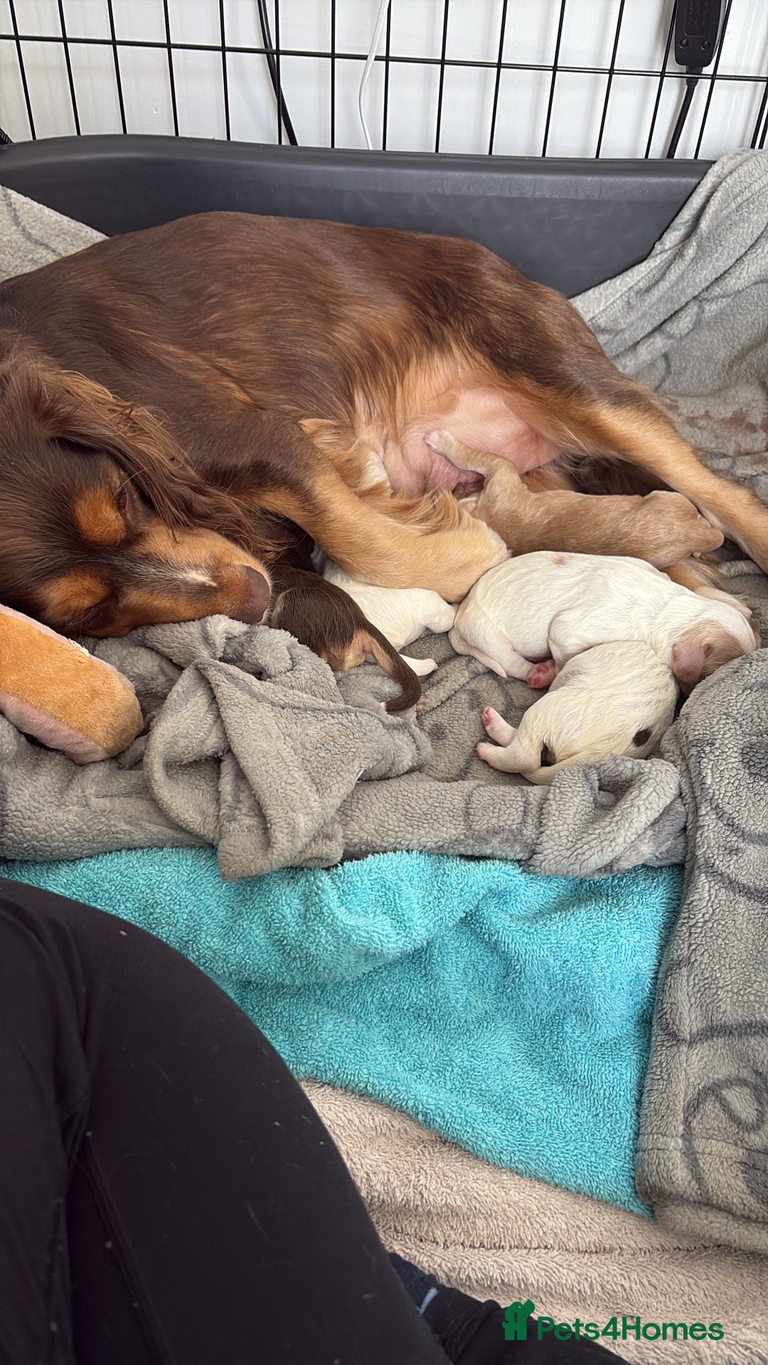 Sprocker dogs for sale: Beautiful cocker spaniel girl Lily  - Image 4