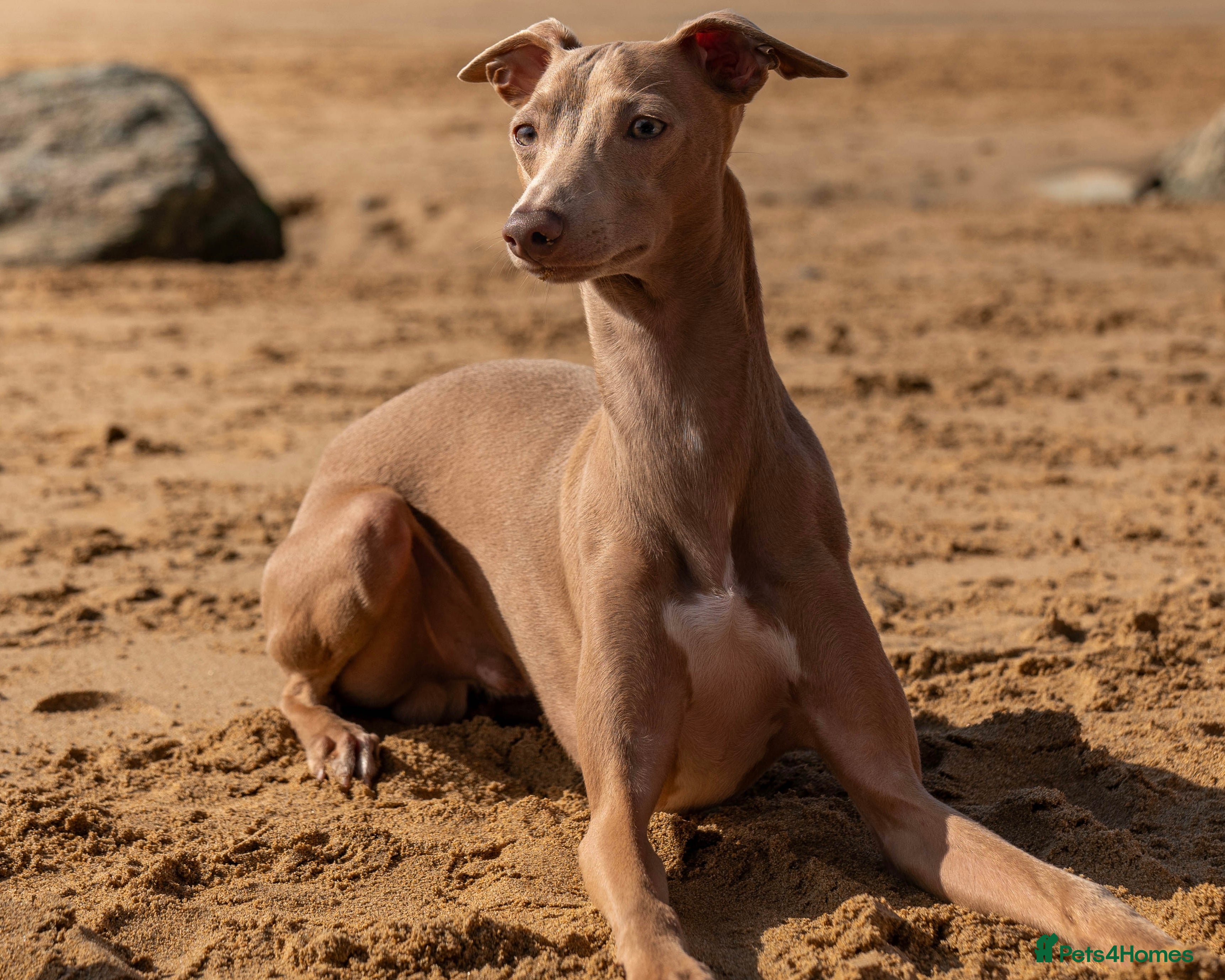 Italian Greyhound dogs Hojlund Magic Rus aka ‘Tony’ available for stud.  in Bodmin - Advert 1