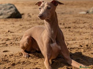 Italian Greyhound dogs Hojlund Magic Rus aka ‘Tony’ available for stud. in Bodmin - Advert 1