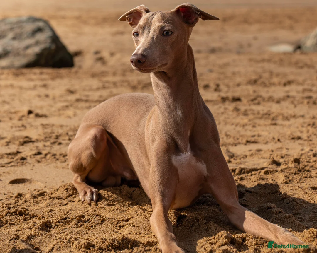 Italian Greyhound dogs for stud: Hojlund Magic Rus aka ‘Tony’ available for stud.  in Bodmin - Advert 1