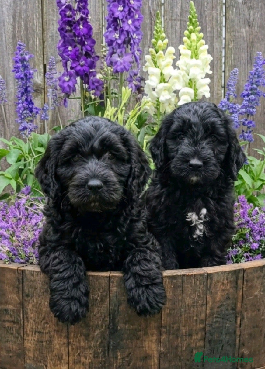 Goldendoodle dogs Beautiful miniature F1 Goldendoodle - Advert 2