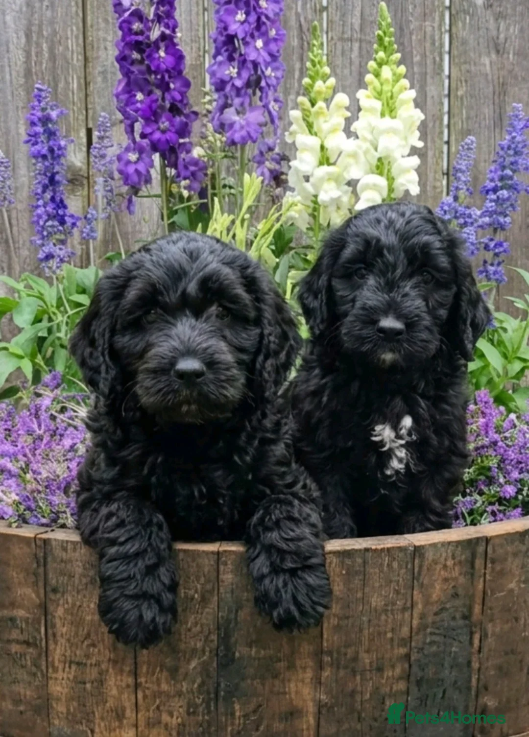 Goldendoodle dogs for sale: Beautiful miniature F1 Goldendoodle - Advert 1