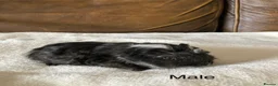 Guinea Pig rodents for sale: Gorgeous Guinea Pigs - Advert 9