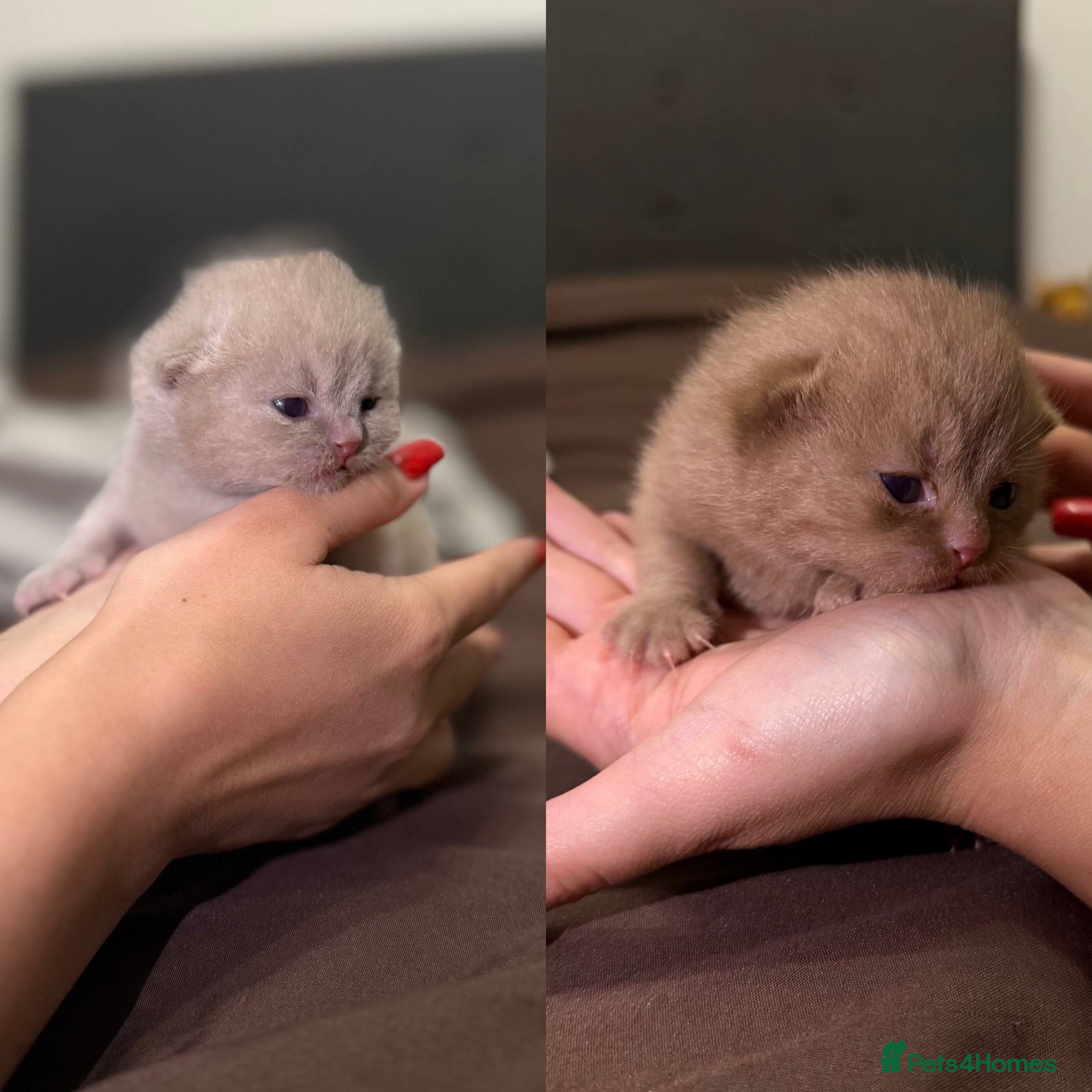 British Shorthair cats Luxury British Shorthair Kittens | Cinnamon & Fawn - Advert 3