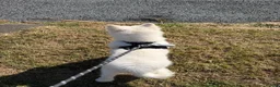 Samoyed dogs for sale: Pedigree Samoyed Girl – Loving & Well Socialised - Advert 4