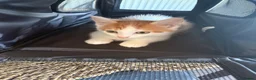 Domestic Shorthair cats for sale: Ginger kitten in Hull - Advert 2