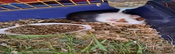 Guinea Pig rodents for sale: Baby guinea pigs for sale  - Advert 6