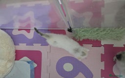 Ragdoll cats for sale: Pure ragdoll kittens for sale - Image 13