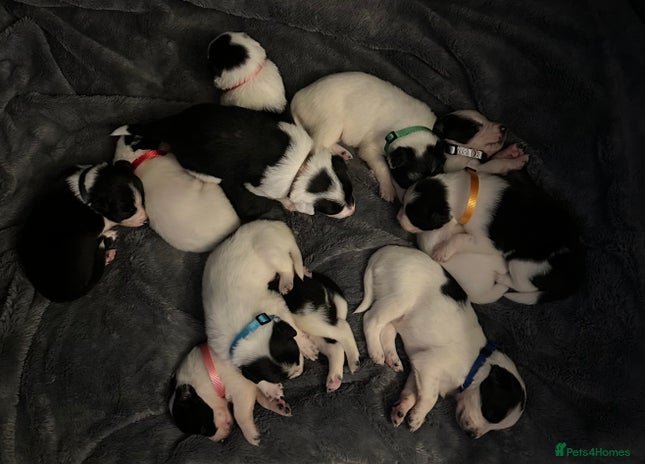 Border Collie dogs - Advert 3