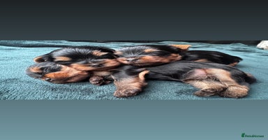 Yorkshire Terrier dogs - Advert 13