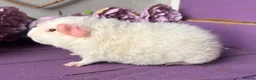 Guinea Pig rodents for sale: Pair Of Pedigree Teddy Boars - Advert 6
