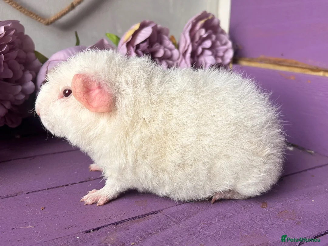 Guinea Pig rodents for sale: Pair Of Pedigree Teddy Boars - Advert 6