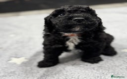 Cockapoo dogs for sale: Beautiful Cockapoos Full Health Tested  - Image 9