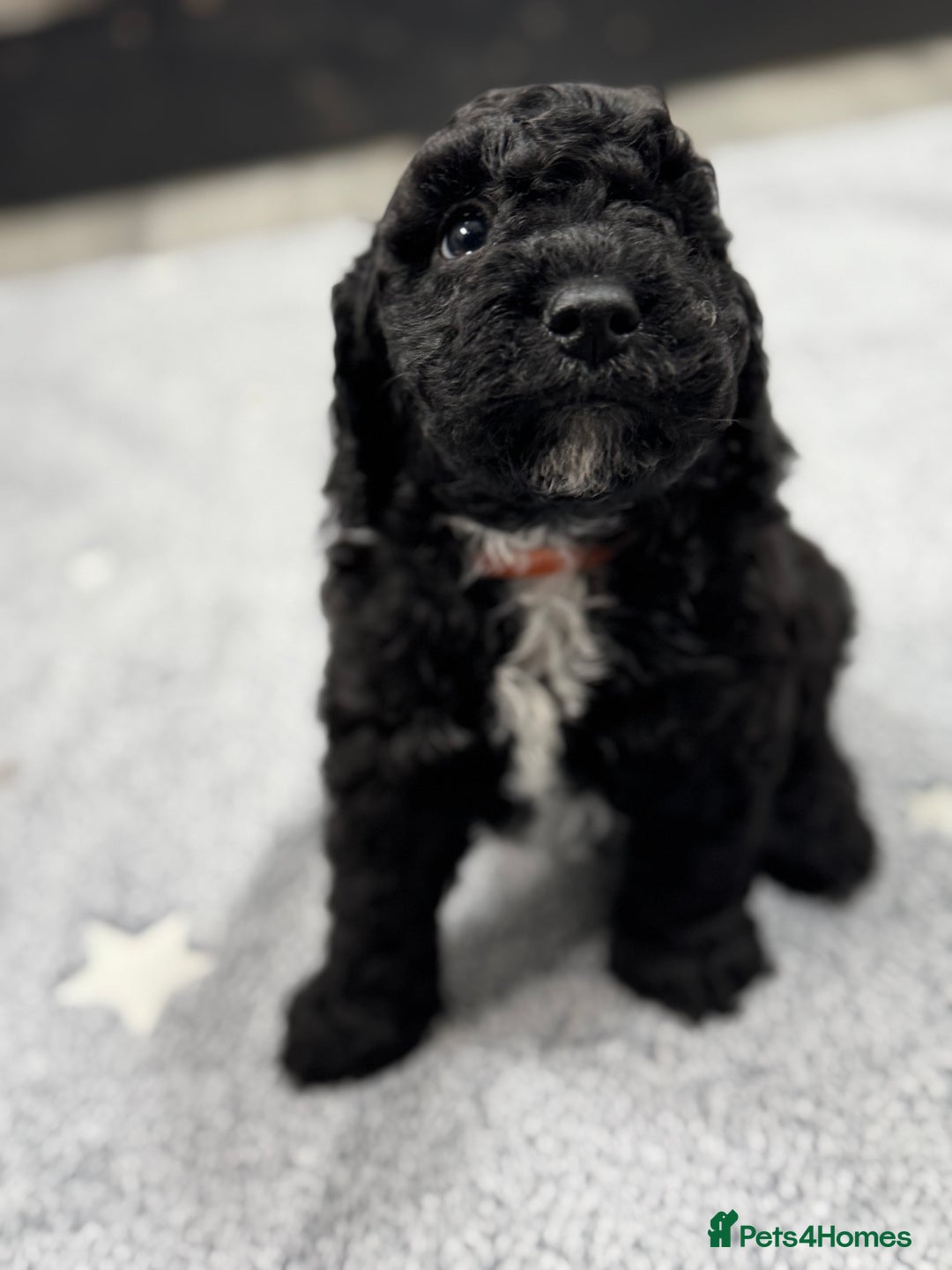 Cockapoo dogs for sale: Beautiful Cockapoos Full Health Tested  - Image 9