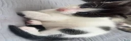 Mixed Breed cats for sale: 4 lovely kittens waiting for their forever home’s - Advert 13