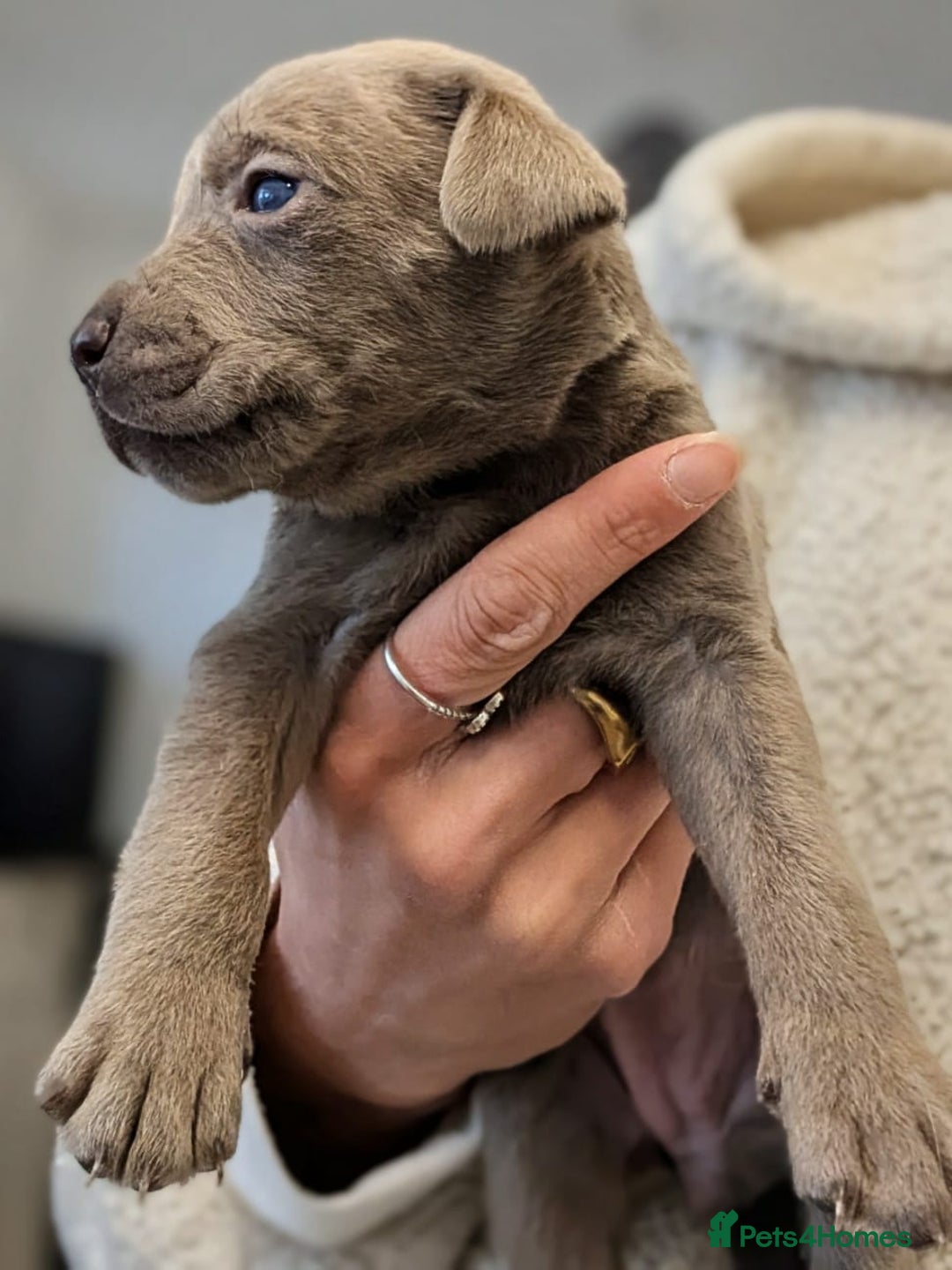 Mixed Breed dogs for sale: F1 MASTADOR PUPPIES FOR SALE  - Advert 12