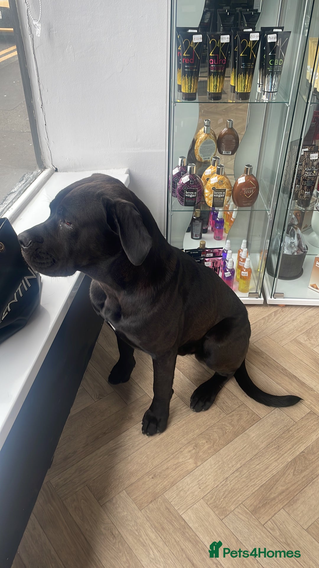 Cane Corso dogs for sale: Thor cane corso  - Advert 6
