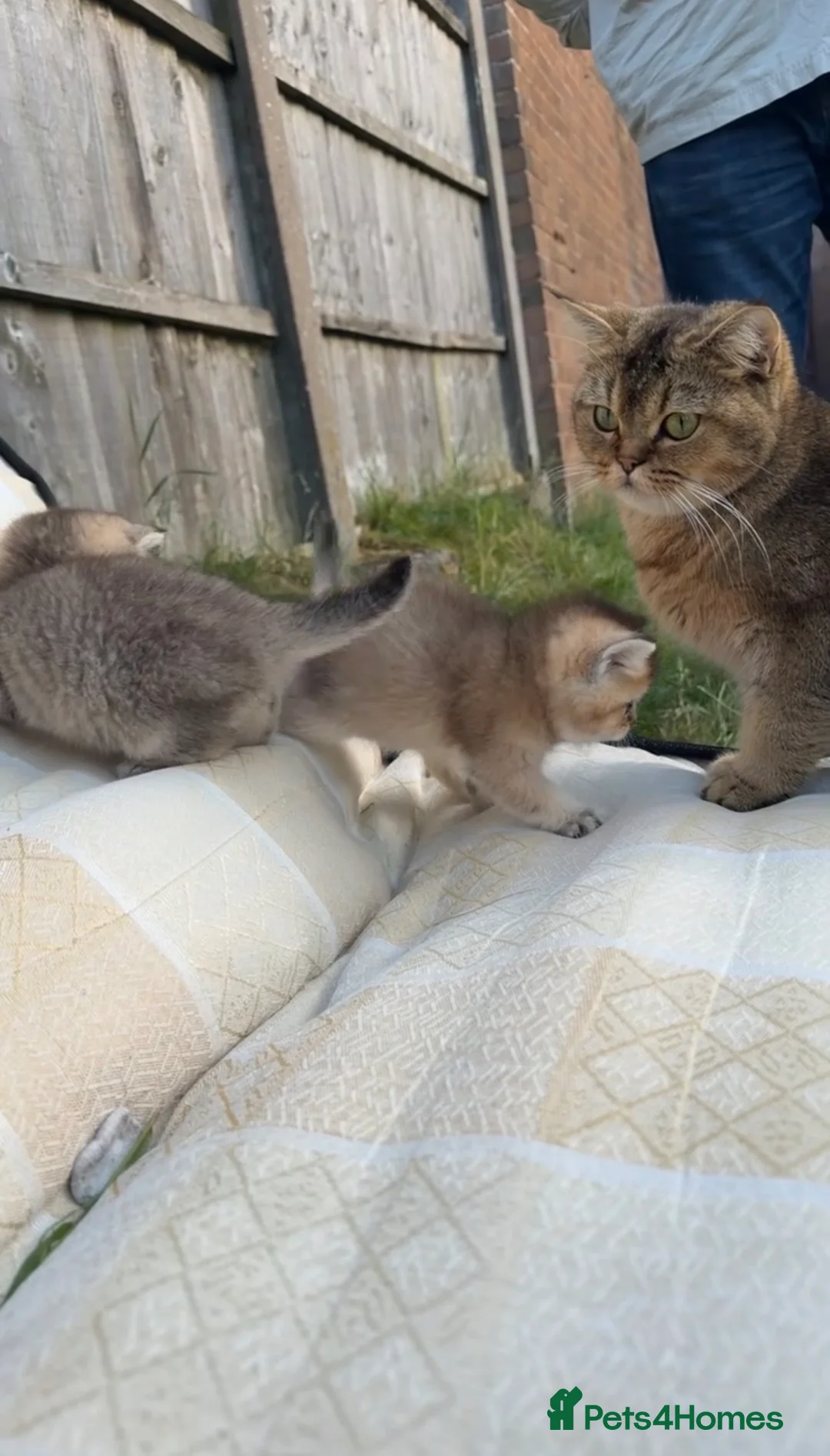 British Shorthair cats for sale: British Shorthair Cats - Advert 2