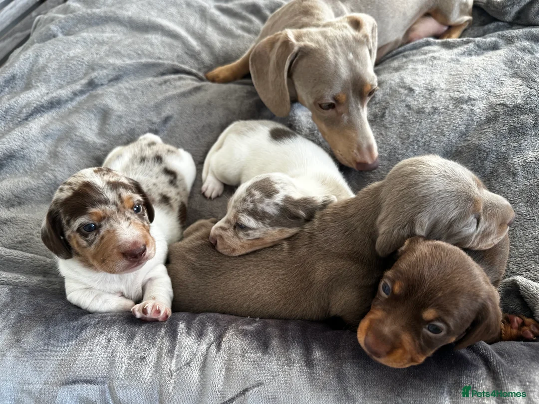 Miniature Dachshund dogs for sale: Kc Miniature Dachshunds  in Oldham - Advert 2