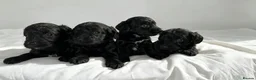 Cockapoo dogs for sale: 🐾 beautiful cockerpoo puppies  in Amersham - Advert 7