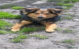 Mixed Breed dogs for adoption: 💙🐶 ELVIS 🐶💙 - Image 5