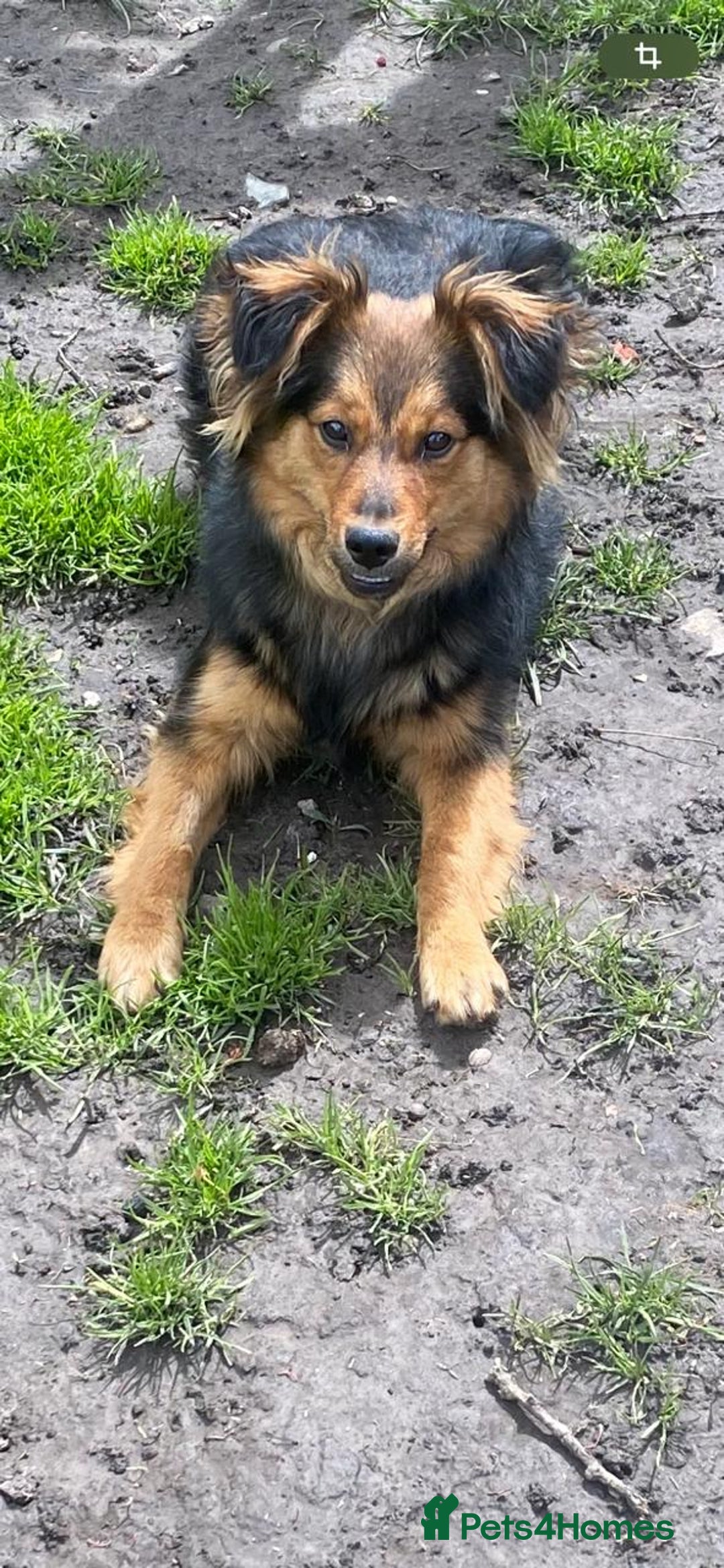 Mixed Breed dogs for adoption: 💙🐶 ELVIS 🐶💙 - Image 5