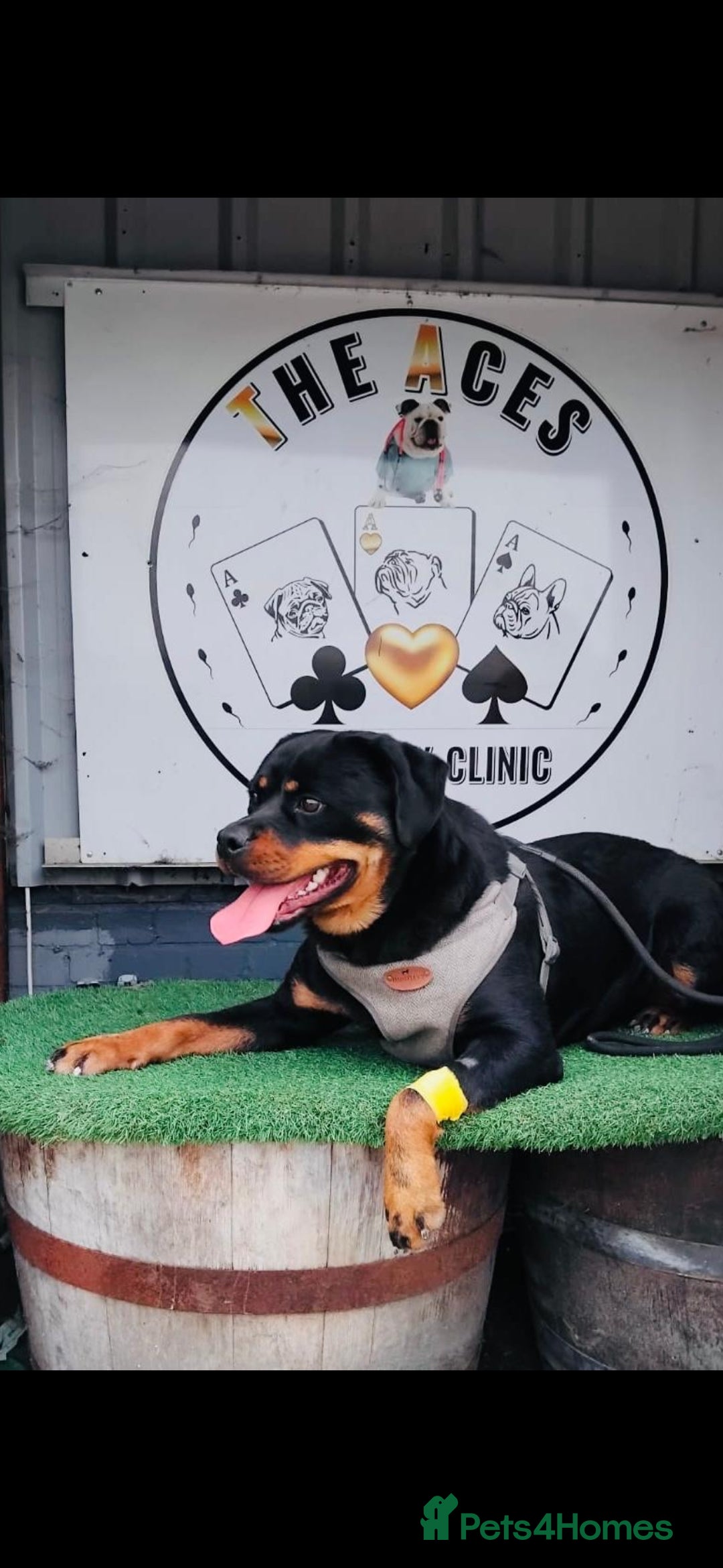 Rottweiler dogs for sale: Stunning chunky Rottweiler puppies - Image 3