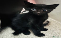 Mixed Breed cats for sale:  Beautiful Kittens For Sale !!! - Image 6