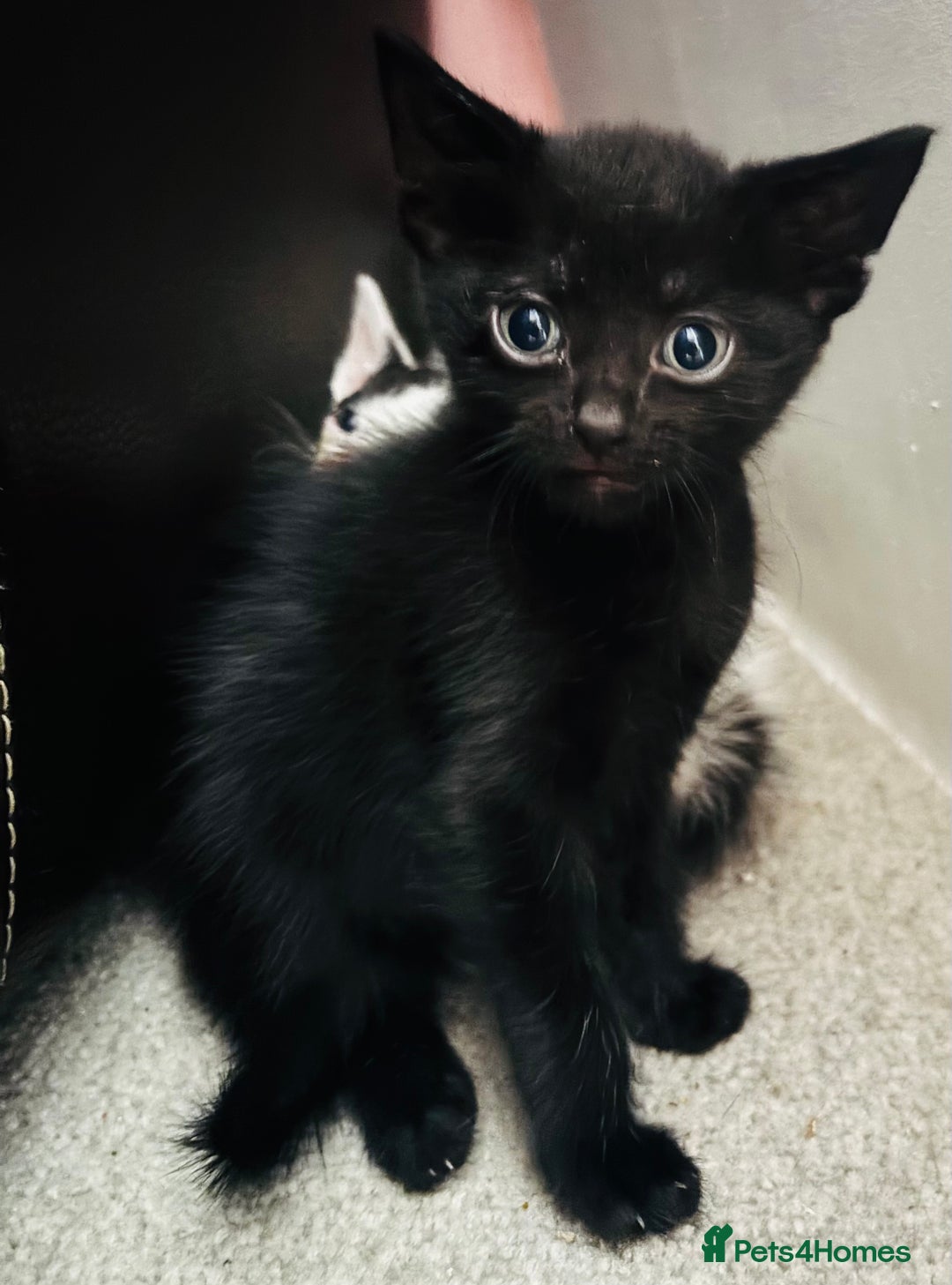 Mixed Breed cats for sale:  Beautiful Kittens For Sale !!! - Image 6