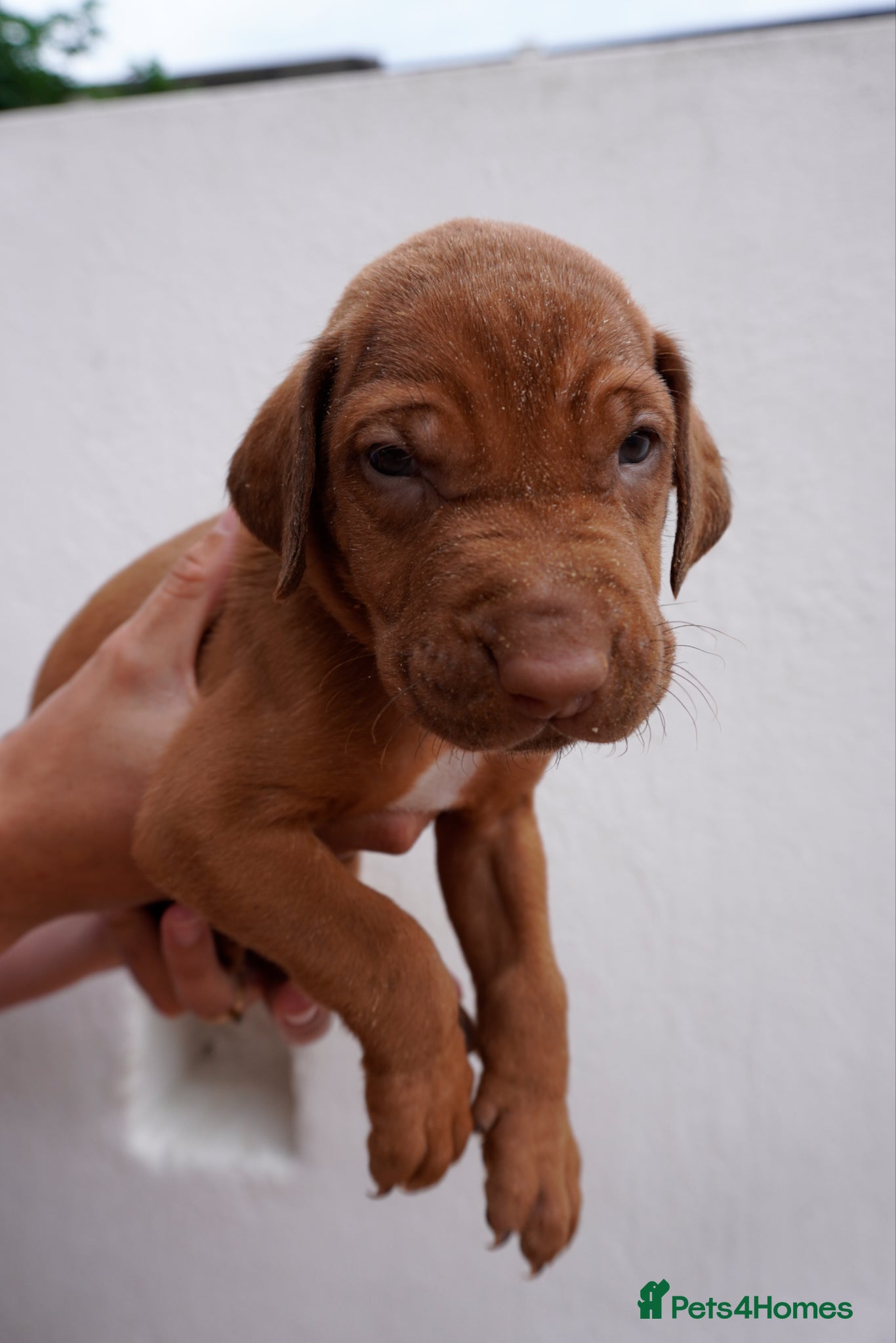 Rhodesian Ridgeback dogs for sale: Stunning litter of KC Rhodesian Ridgeback puppies in Ramsgate - Advert 15