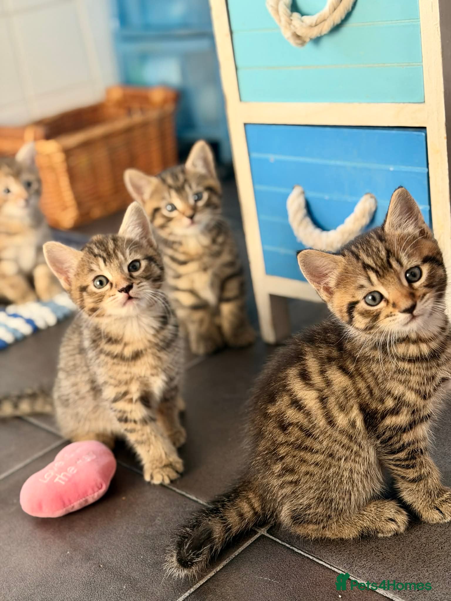 Bengal cats Beautiful kittens 🐈‍⬛  - Advert 8