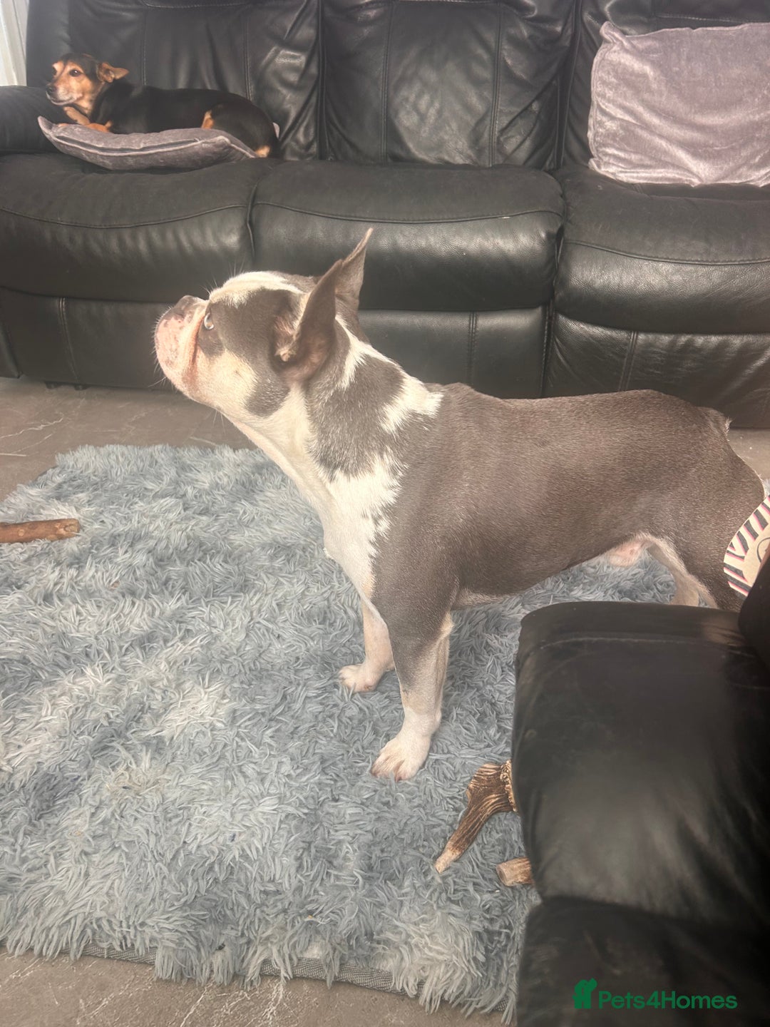 French Bulldog dogs for sale: Husky French bulldog  - Image 5