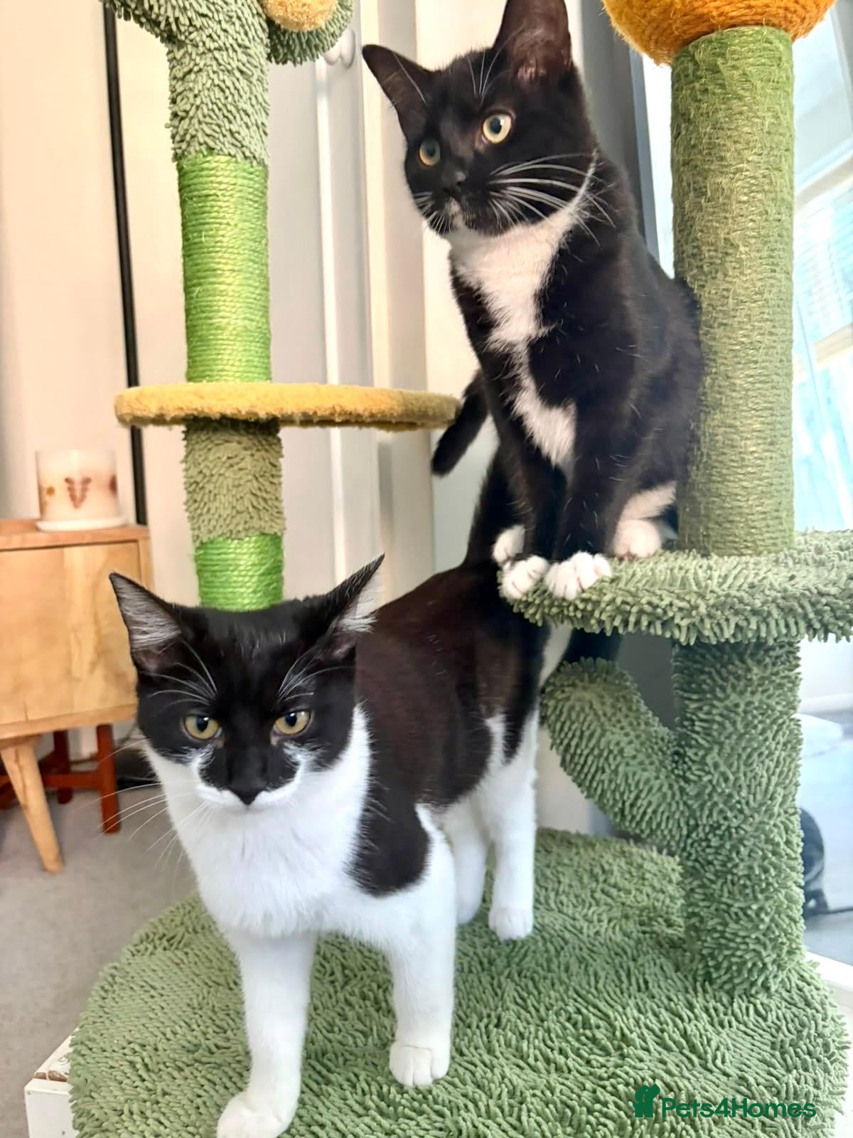 Domestic Shorthair cats for adoption: Bonded divas looking for their castle - Advert 8