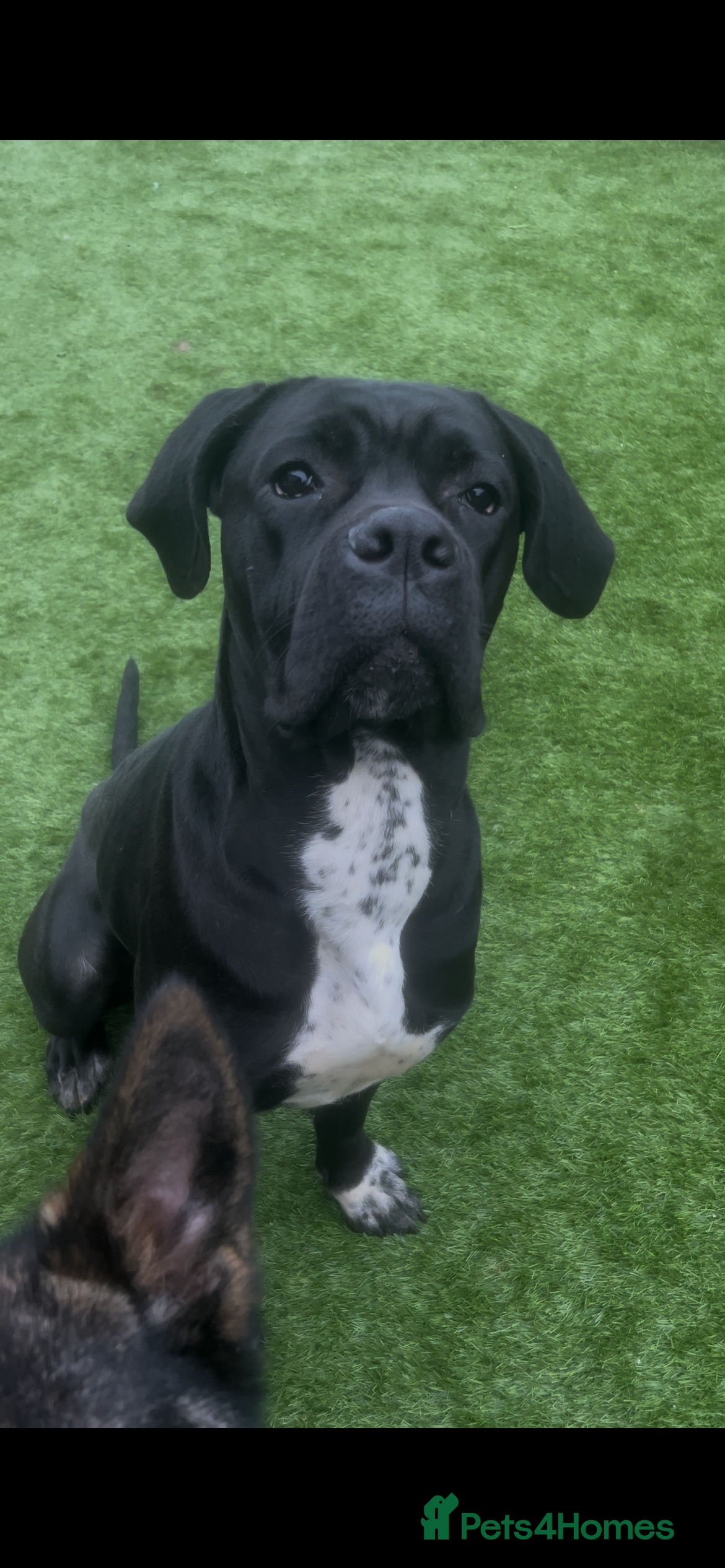 Cane Corso dogs Female Cane Corso - Advert 1