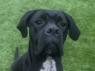 Cane Corso dogs Female Cane Corso - Advert 2