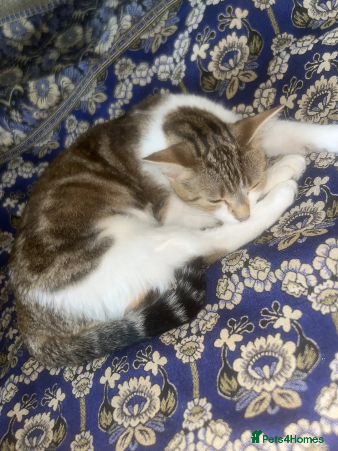 Aphrodite Giant cats for sale: 🚨 Urgent: 3 Kittens Need Homes This Week! - Advert 9