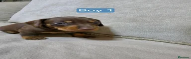 Miniature Dachshund 6