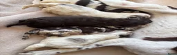 Sproodle dogs for sale: F1 Sproodle Puppies  - Advert 15