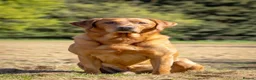 Labrador Retriever dogs for stud: Fox Red Labrador Stud - Jackson  - Advert 7