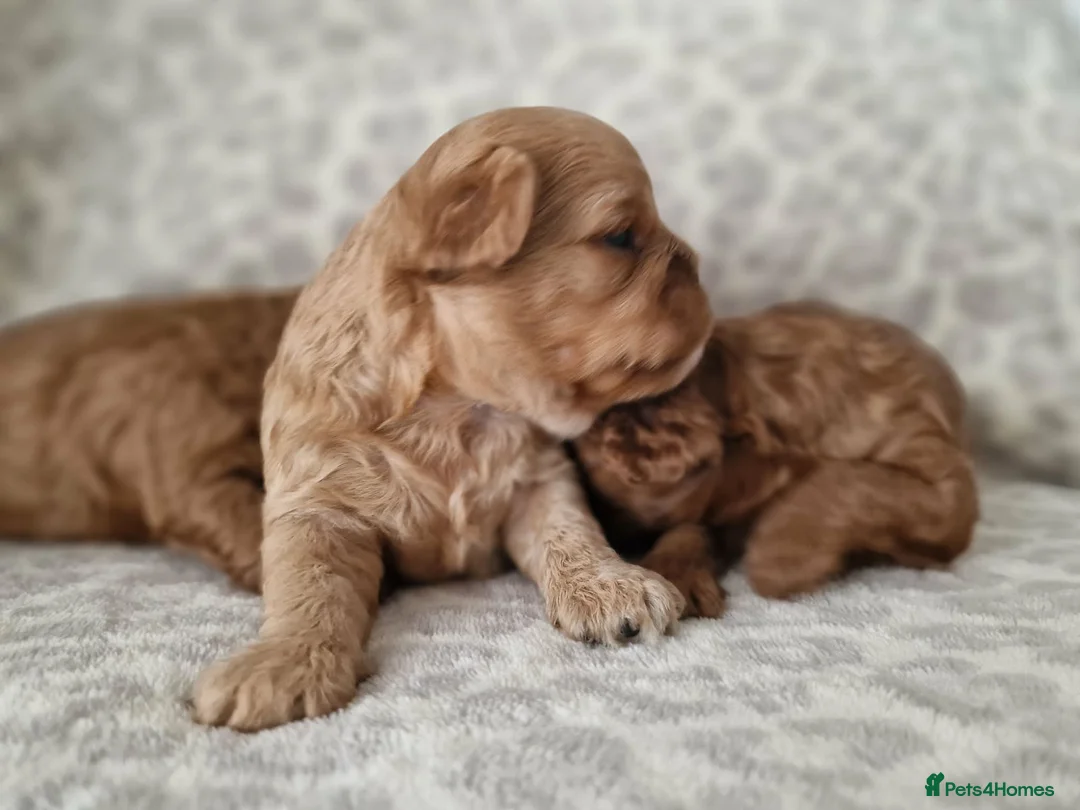 Cavapoo dogs for sale: Quality F1 Cavapoos - Advert 3