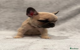 French Bulldog dogs for sale: Beautiful French bulldog puppies 💙💙🩷🩷 - Advert 4