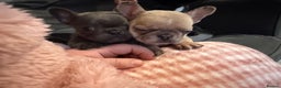 French Bulldog dogs for sale: French bulldog puppy  - Advert 5