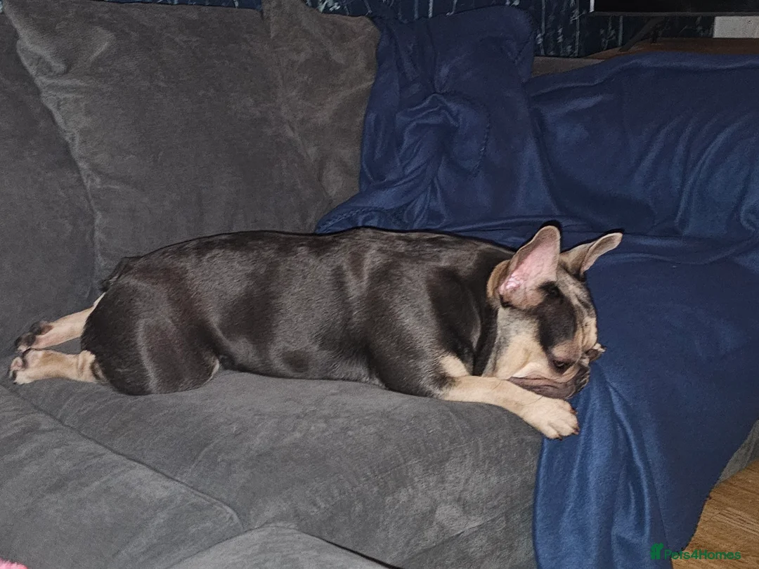 French Bulldog dogs for sale: French bulldog for sale  - Advert 7