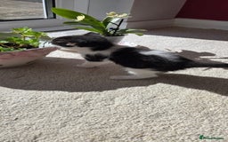 Mixed Breed cats for sale: Adorable Black & White Kittens - Image 23