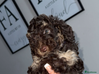 Toy Poodle dogs Chocolate phantom non fading toy poodles - Advert 17