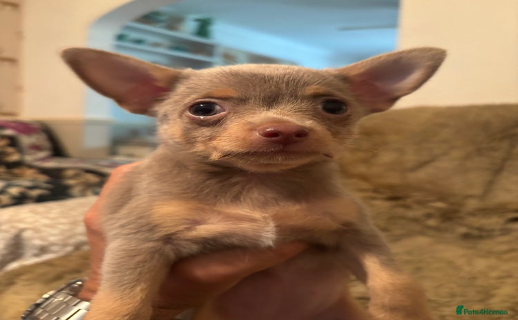 Chorkie dogs - Advert 2