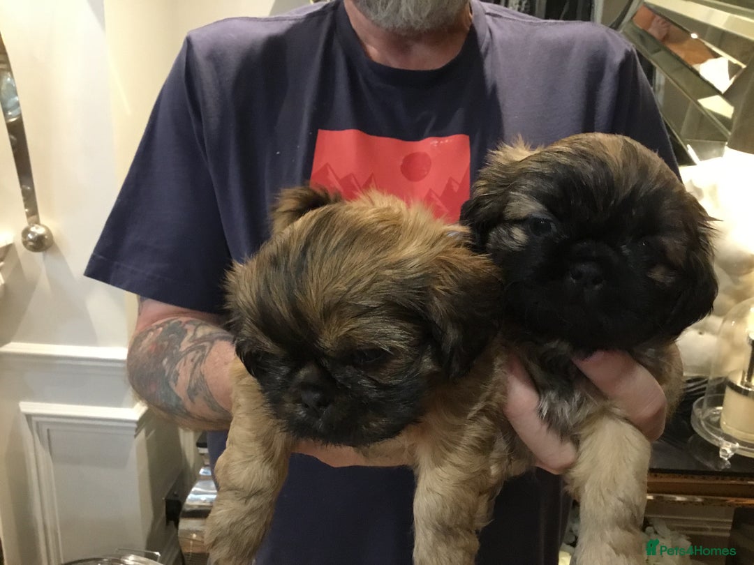 Shih Tzu dogs for sale: Tiny Imperial Shihtzu  Puppies  - Image 9