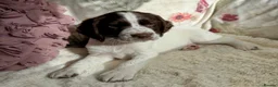 Sprocker dogs for sale: Beautiful Sprocker Spaniel pups - Advert 11